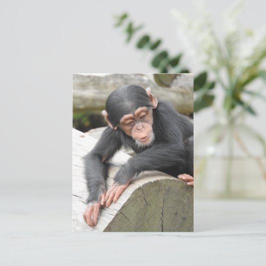 Baby Chimp Briefkaart (Staand voorkant)