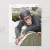 Baby Chimp Briefkaart (Voorkant / Achterkant)