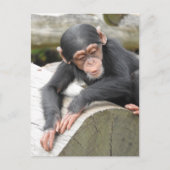 Baby Chimp Briefkaart (Voorkant)