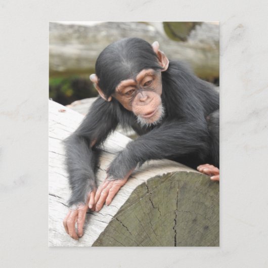 Baby Chimp Briefkaart (Voorkant)