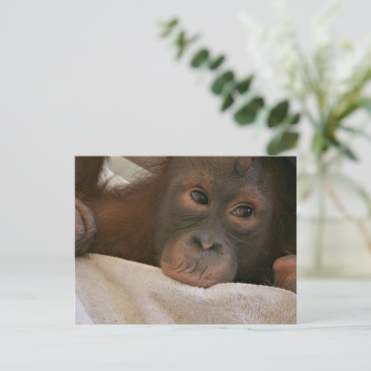 Baby Chimp Briefkaart (Staand voorkant)
