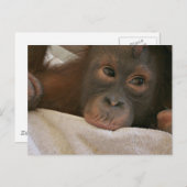 Baby Chimp Briefkaart (Voorkant / Achterkant)
