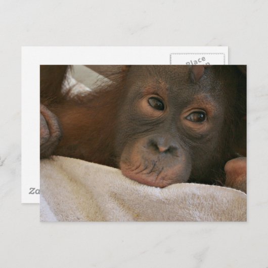 Baby Chimp Briefkaart (Voorkant / Achterkant)