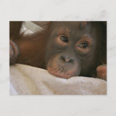 Baby Chimp Briefkaart (Voorkant)