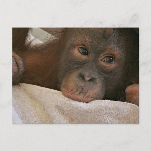 Baby Chimp Briefkaart (Voorkant)
