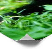 Baby chimp in gras poster (Hoek)