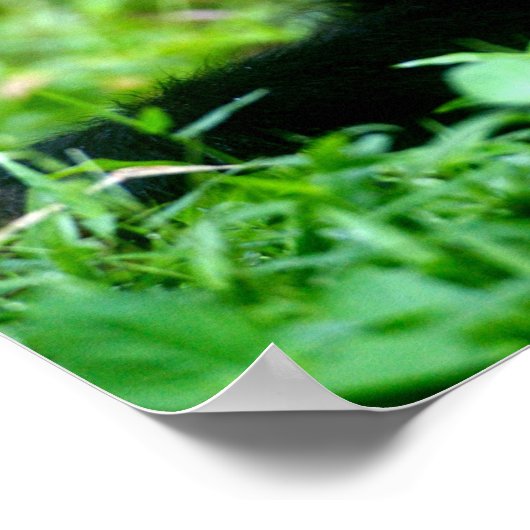 Baby chimp in gras poster (Hoek)