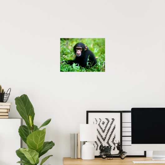 Baby chimp in gras poster (Thuiskantoor)