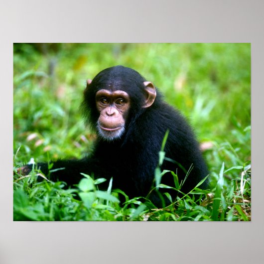 Baby chimp in gras poster (Voorkant)