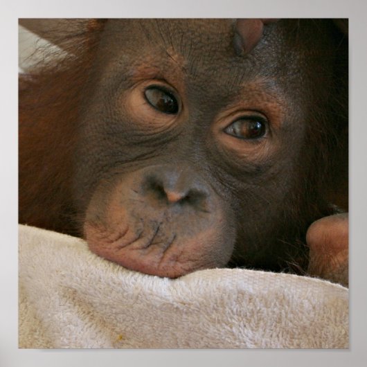 Baby Chimp Poster afdrukken (Voorkant)