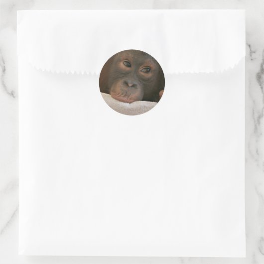 Baby Chimp Sticker (Tas)
