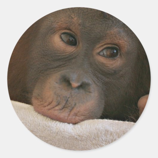 Baby Chimp Sticker (Voorkant)