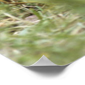 Baby Chimpansee | Pan Troglodytes Poster (Hoek)