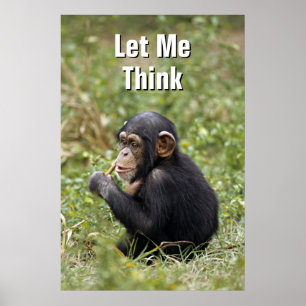 Baby Chimpansee   Pan Troglodytes Poster