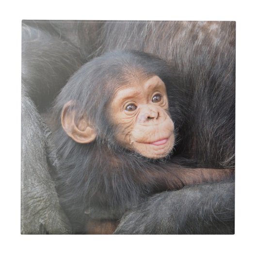 Baby Chimpansee Tegeltje (Voorkant)