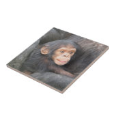 Baby Chimpansee Tegeltje (Zijkant)