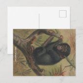 Baby Chimpansee  Zoologische Schets Briefkaart (Voorkant / Achterkant)