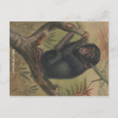Baby Chimpansee  Zoologische Schets Briefkaart (Voorkant)