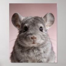 Baby Chinchilla Portret – Mooie Dieren voor de Kin
