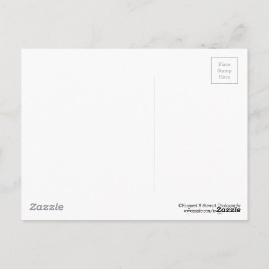 Baby Chipmunk, gebundeld Briefkaart (Achterkant)