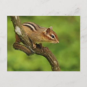 Baby Chipmunk in een boom Briefkaart