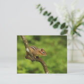Baby Chipmunk in een boom Briefkaart (Staand voorkant)