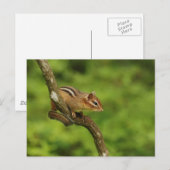 Baby Chipmunk in een boom Briefkaart (Voorkant / Achterkant)