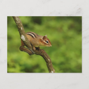 Baby Chipmunk in een boom Briefkaart
