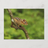 Baby Chipmunk in een boom Briefkaart (Voorkant)
