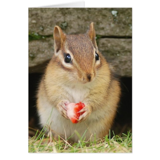baby-chipmunk met aardbei (Voorkant)