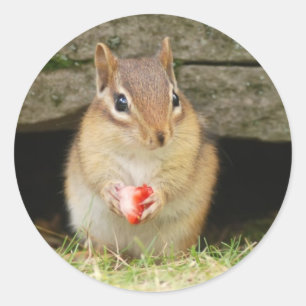 baby chipmunk met aardbei ronde sticker