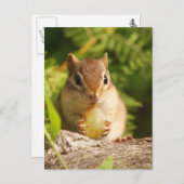 Baby Chipmunk met snack Briefkaart (Voorkant / Achterkant)