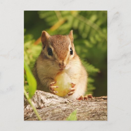Baby Chipmunk met snack Briefkaart (Voorkant)