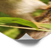 Baby Chipmunk probeert offerte Poster (Hoek)