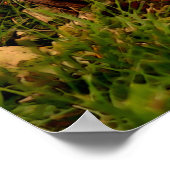 Baby Chipmunk Wildlife Animal Art Poster (Hoek)