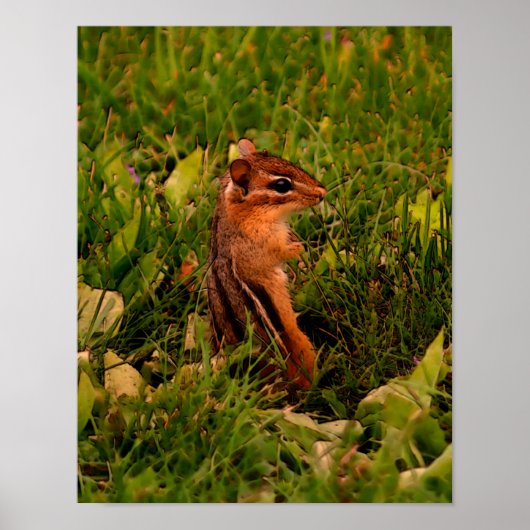 Baby Chipmunk Wildlife Animal Art Poster (Voorkant)