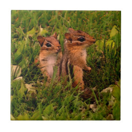 Baby Chipmunks Animal Art Tegeltje