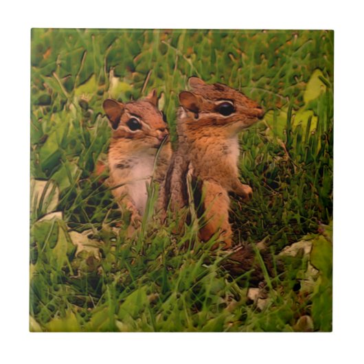 Baby Chipmunks Animal Art Tegeltje (Voorkant)