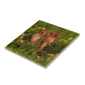 Baby Chipmunks Animal Art Tegeltje (Zijkant)