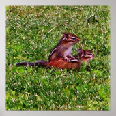 Baby Chipmunks eerste dag #5 Dier Poster (Voorkant)