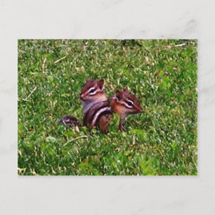 Baby Chipmunks, eerste dag Briefkaart