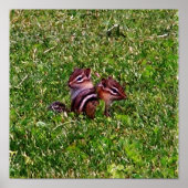 Baby Chipmunks First Day #3 Animal Poster (Voorkant)