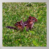 Baby Chipmunks First Day #4 Animal Poster (Voorkant)