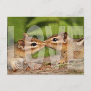 Baby Chipmunks Love Design Briefkaart
