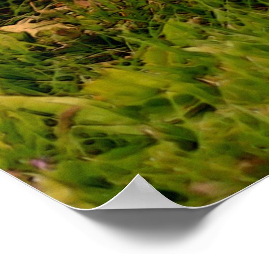 Baby Chipmunks Wildlife Animal Art Poster (Hoek)