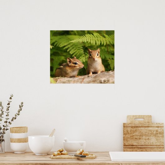 baby-chipmunkzussen poster (Keuken)