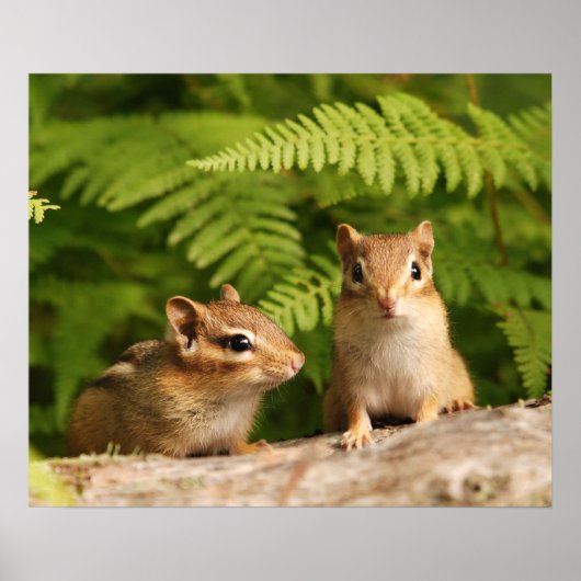 baby-chipmunkzussen poster (Voorkant)
