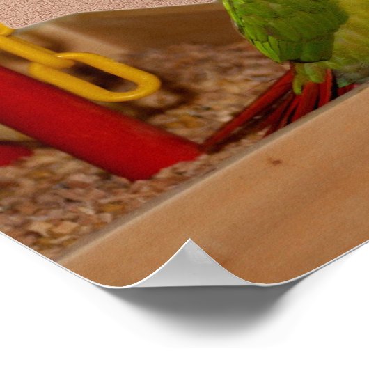 Baby Conure Parrots Bird Poster (Hoek)