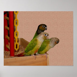 Baby Conure Parrots Bird Poster
