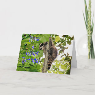 Baby Coon Bday wenst Kaart
